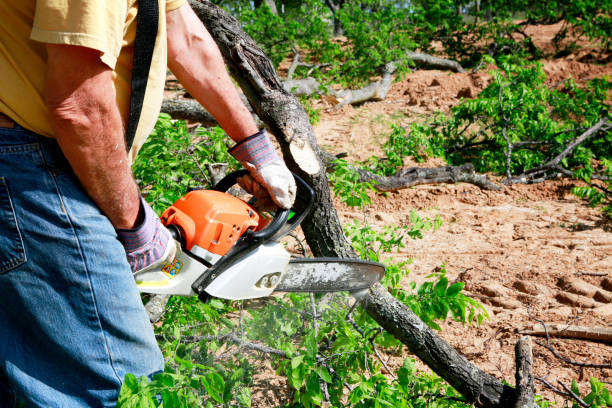 Best Tree Clearing Services  in Alpine, CA